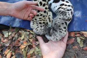 Big paws!!