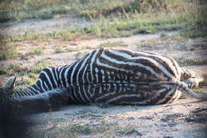 Zebra