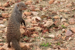 From the enclosure to the wild