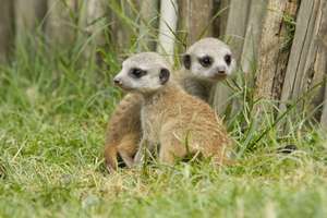 2 adorable baby meerkats