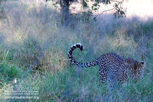 Shiloweni in the big grass