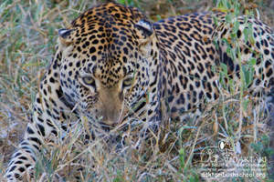 Beautiful Shiloweni !!