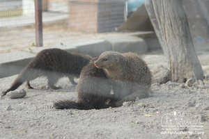 Happy Mongooses!