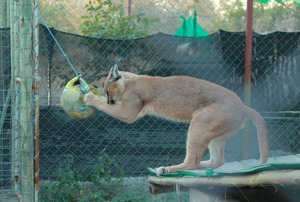 Soccer star Shaangaan the Caracal