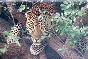 Shiloweni hiding in his tree