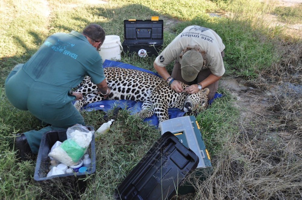 Provide food and care for our leopard for one year