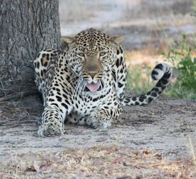 Provide food and care for our leopard for one year