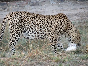 Provide food and care for our leopard for one year