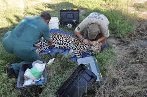 Leopard and the vet