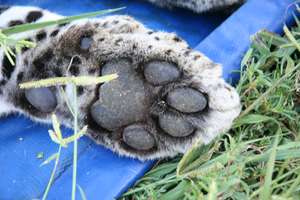 Leopard's paw