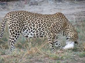 Leopard eating