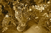 Provide food and care for our leopard for one year