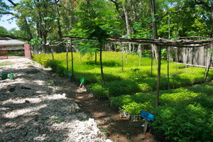 Reforestation program plants 1 millionth tree!