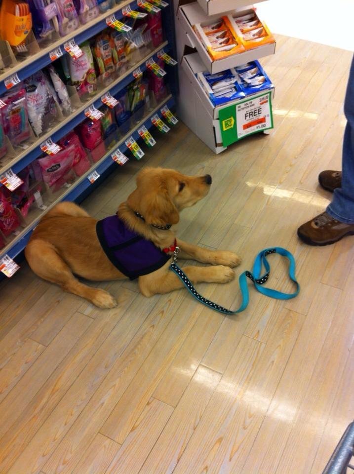 Seizure-Response Dog for Devin