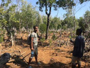 Assessing reforestation efforts in Madagascar