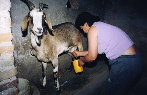 Support for goat farmers in Santiago del Estero