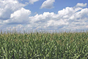 Roadside Cornfield. Edmond, Oklahoma.