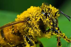 Bee covered in pollen