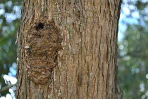 Bee hive on a tree in Tlascala