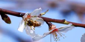 Bee on fruit tree flower