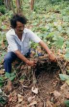 Campesino shows the value of ground cover