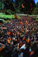 Monarchs in Michoacan, Mexico