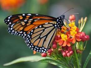Monarch by Dave Govoni/Flickr