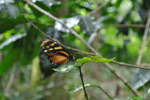 Butterfly back in the field. Photo by RICDA.