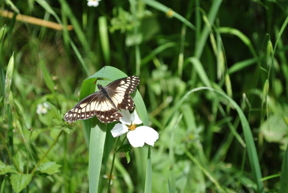 Pollinator at work. Photo by RICDA.