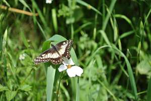 Pollinator at work. Photo by RICDA.