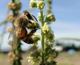 Native plants attract bees, birds, & butterflies