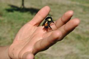 Bee in Tlascala