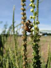 Habitat Restoration. Photo by RICDA