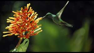 Hummingbird pollination