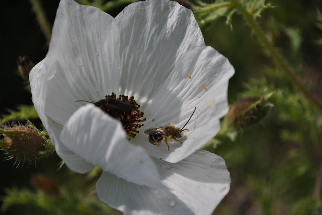 Bring Back Bees to Mexico's Degraded Farmlands