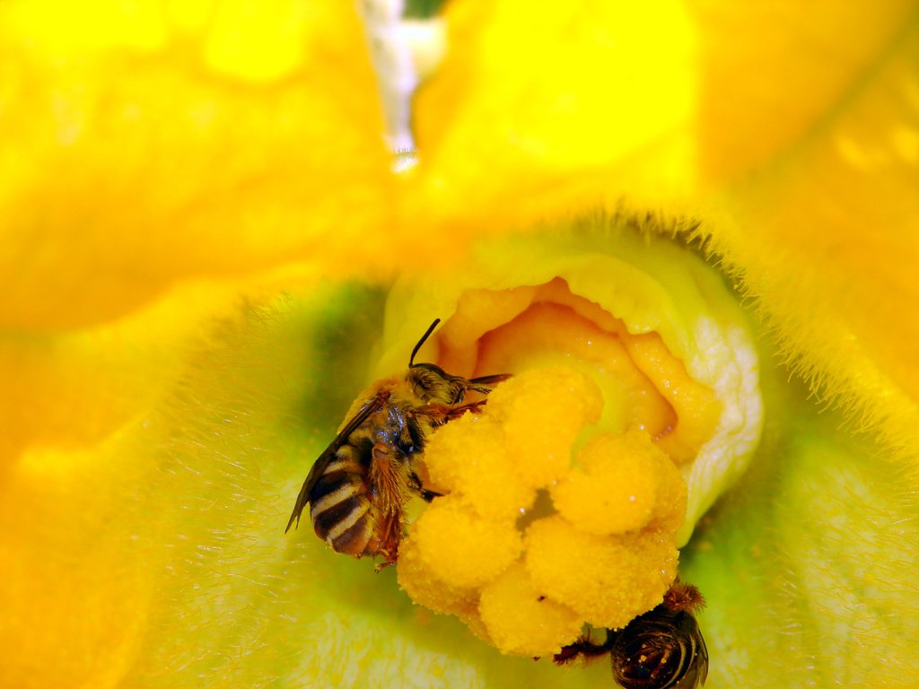 Bring Back Bees to Mexico's Degraded Farmlands