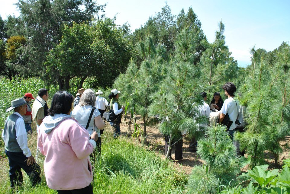 Bring Back Bees to Mexico's Degraded Farmlands