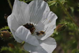 Bees on Matilija Poppy