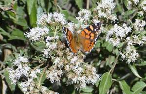 Monarch Butterfly pollination