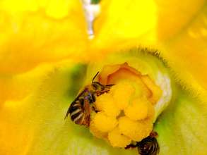 Peponapis Pruinosa bees on sqush blossom