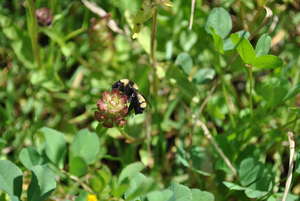 Bee in native habitat in Mexico