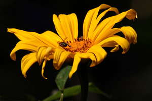 Bee on Mexican sunflower