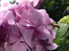 Bee pollination
