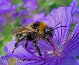 Bee pollination