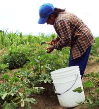 Mexican woman harvesting squash