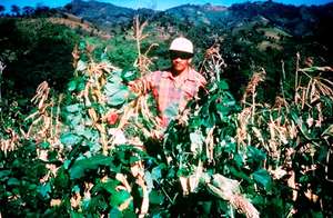 Mexican campesino in his corn and bean field.