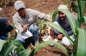 Bring Back Bees to Mexico's Degraded Farmlands
