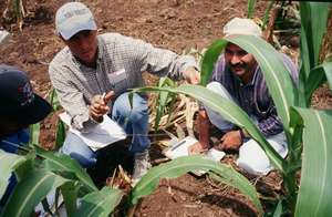 Bring Back Bees to Mexico's Degraded Farmlands