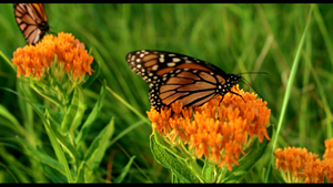 Butterfly pollination