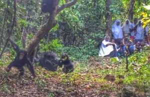 Observing Chimps at Gombe